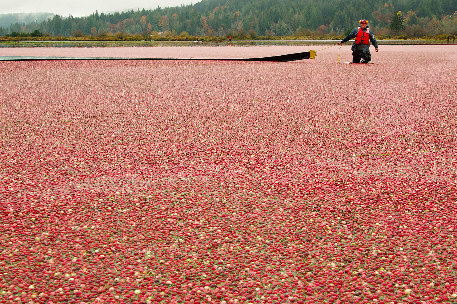 23268142_web1_copy_201111-NBU-cranberry-harvest-1_1