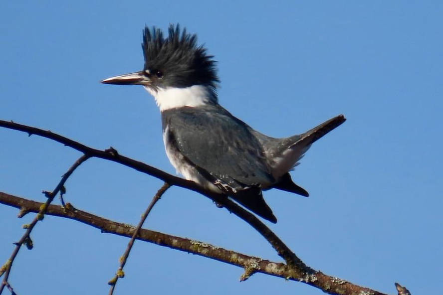 From April 16 to 18, the Mount Arrowsmith Biosphere Region invites participants to use the iNaturalist app to record as many species as possible throughout the region, from Nanoose Bay to Qualicum Bay. Fern Fennell photo.