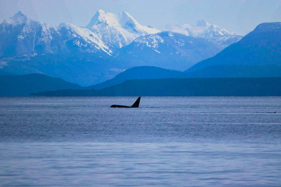Lone orca from a pod that made its way north from Georgia Strait and into Discovery Passage on Saturday, Feb. 27, 2021. Photo by Ella Smiley/ Comox Valley Wildlife Sightings
