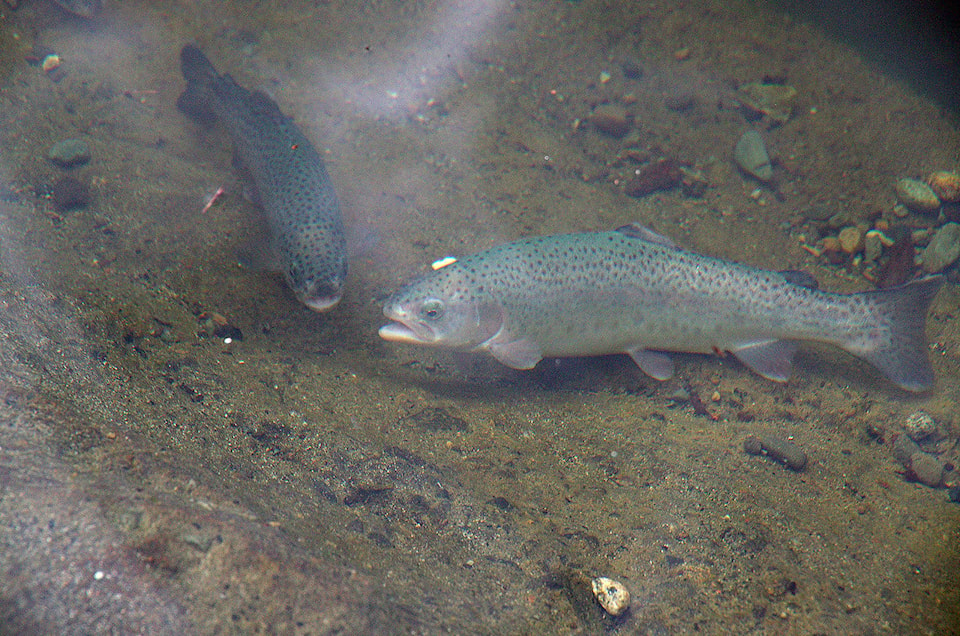 24458199_web1_210303-NBU-Trout-stocking-in-Nanaimo-_3