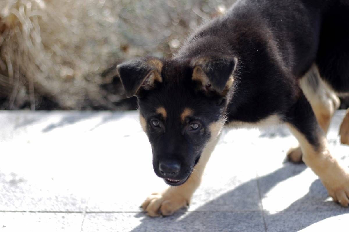 24498803_web1_210318-SUL-RCMP-Puppy-meet_4