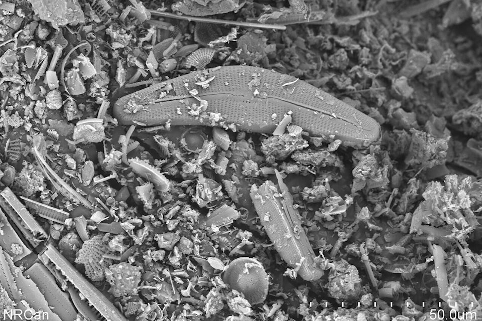 This is a scanning electron microscope photo of some of the sediment from deep in the core from Topknot Lake (ca. 16,500 years ago), showing the remains of several species of diatoms, the identification of which indicates whether the water in the lake was fresh or marine at that time. In Topknot Lake there is no sign of marine diatoms, implying that relative sea level never rose to the height of the lake (13 metres above modern sea level). Photo: T. Holmes, NRCAN