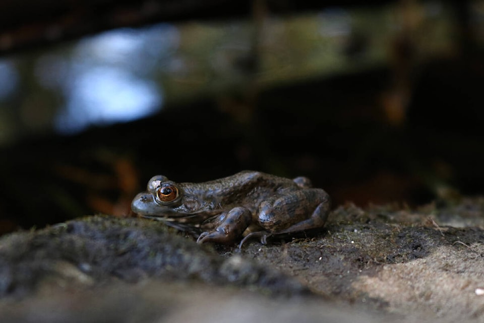 An American bullfrog in Thetis Lake park on Sept. 18. (Bailey Moreton/News Staff)