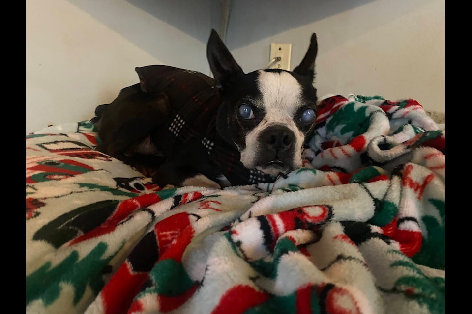 Unadoptable 2024 dog sanctuary