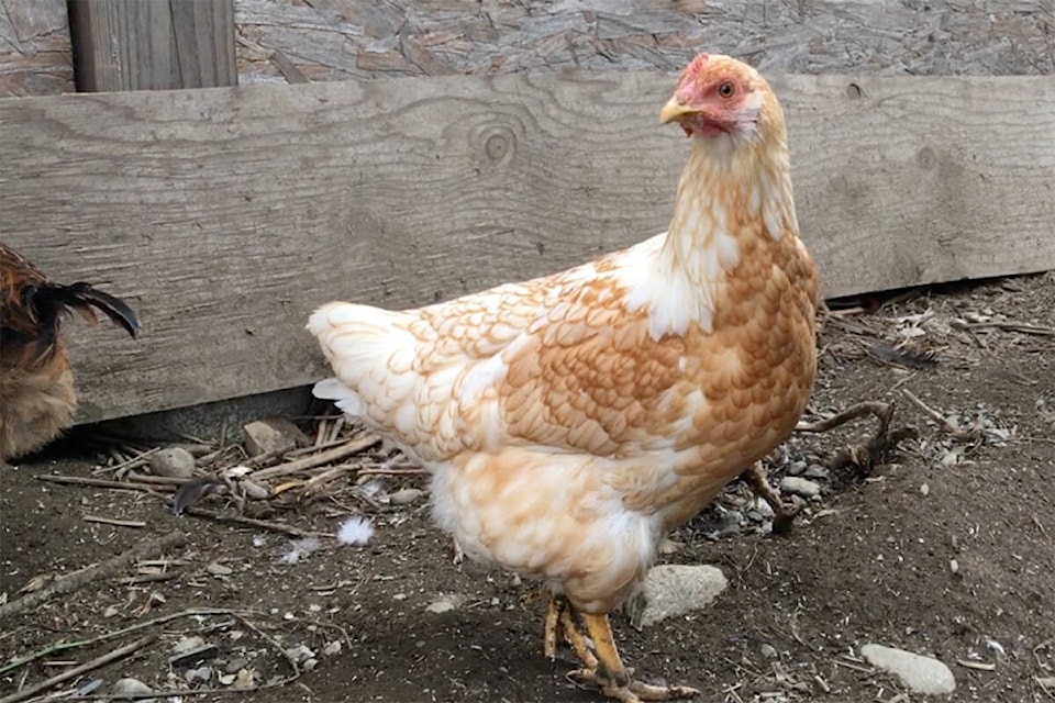 A backyard chicken in Chemainus. Ladysmith is amending a town bylaw that would allow residents in designated single-dwelling unit residential properties to keep backyard poultry. (Black Press Media file photo)