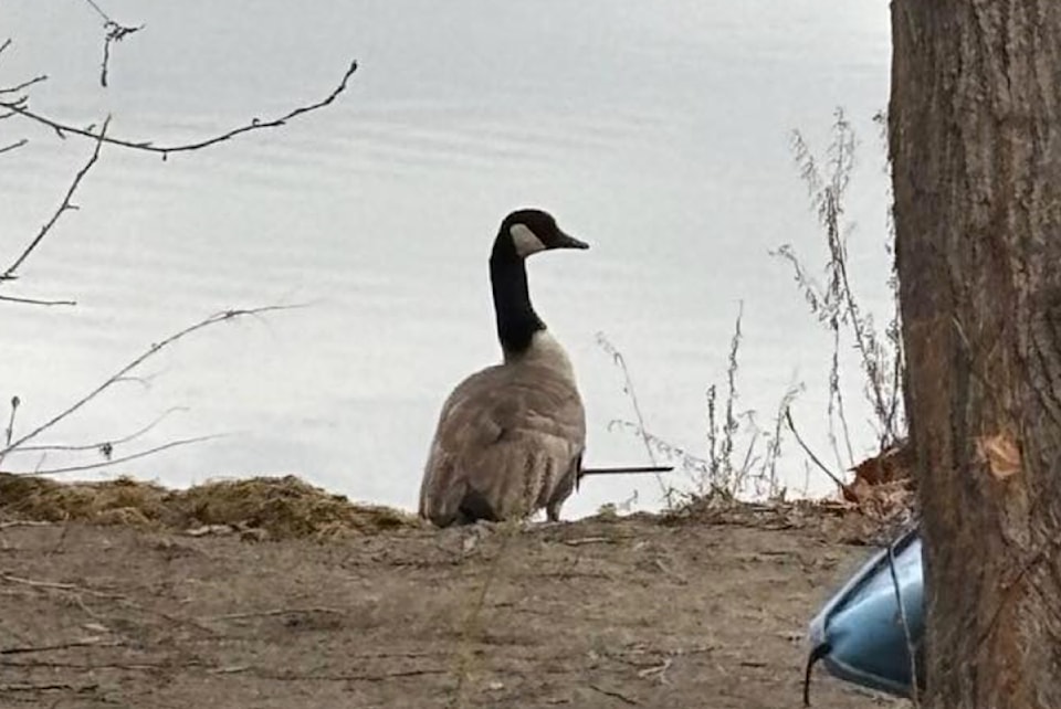 goose-arrow