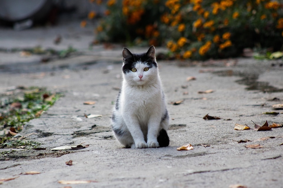 cat-2942689_1280
