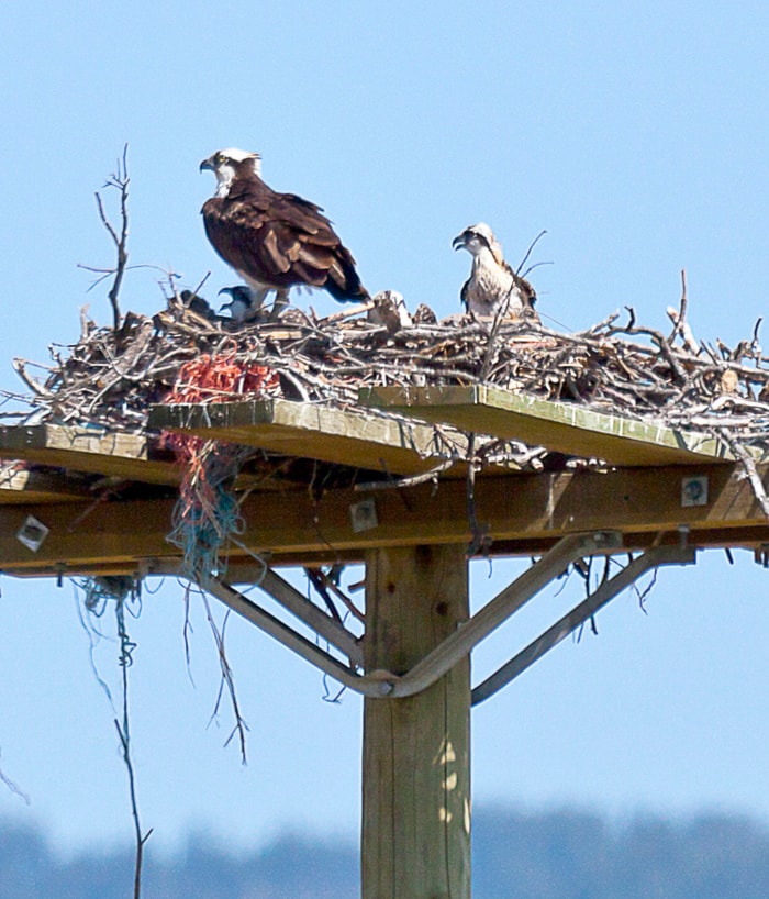 A family of osprays swocking the day away on Oceola road lake country