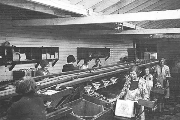 59958winfieldBC-Fruit-Shippers-packinghouse-Oyama-1940