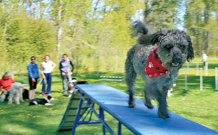 64291winfieldagility_01