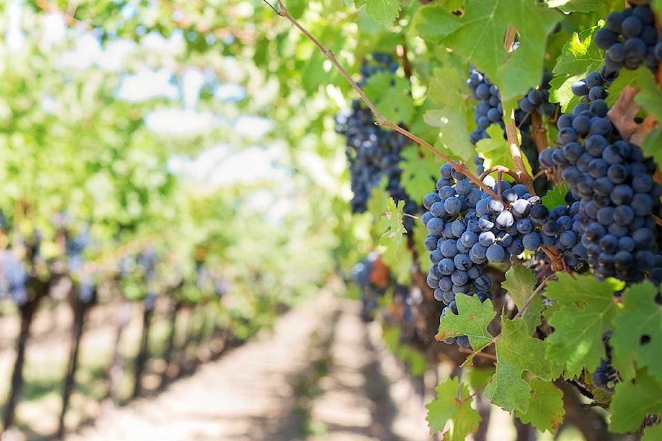 web1_170401-KCN-grape-vines
