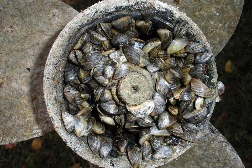 web1_170426_KCN_iinvasive-mussels