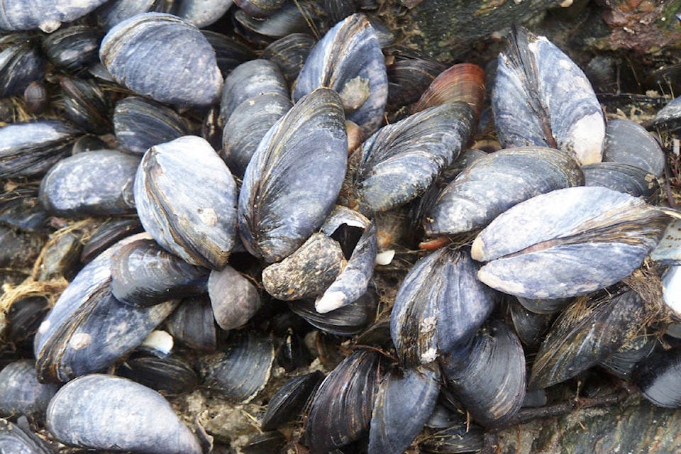 7947853_web1_170804_KCN_MP-on-mussels_1