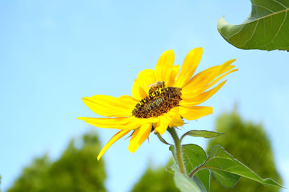 9119112_web1_171005-KCN-sunflower