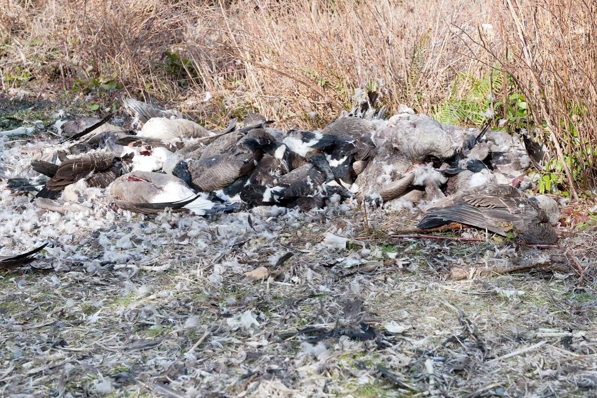 11026185_web1_180314-PQN-M-goose-carcass3-jr-mar14