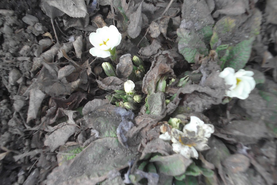 11029411_web1_180315-VMS-flower