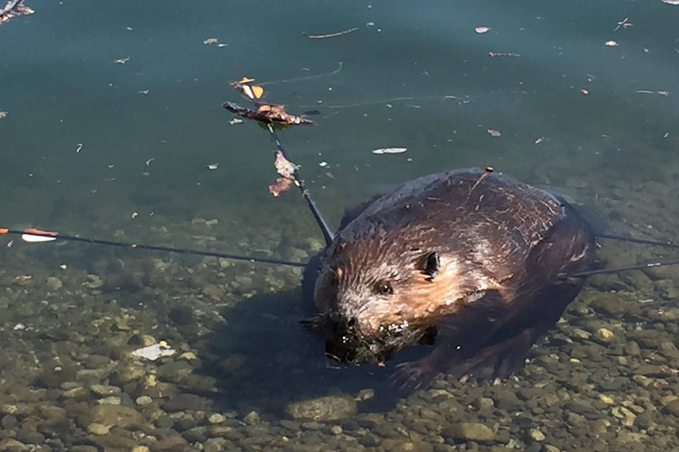 11656657_web1_180502-KCN-beaver-with-arrows