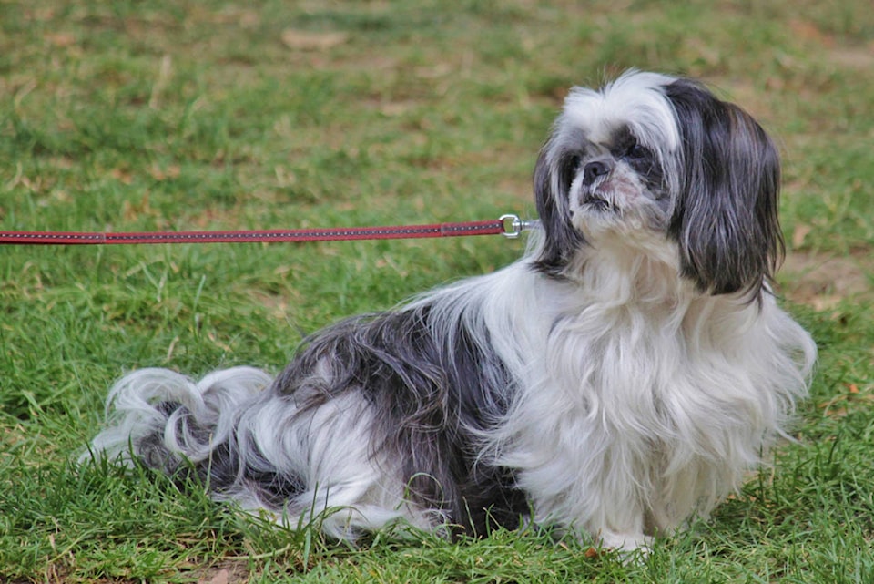 12205891_web1_180606-KCN-dogs-on-leash_1