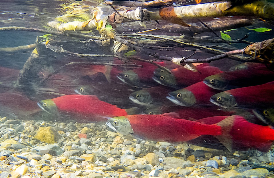 12874554_web1_170526-KCN-salmon-study_1