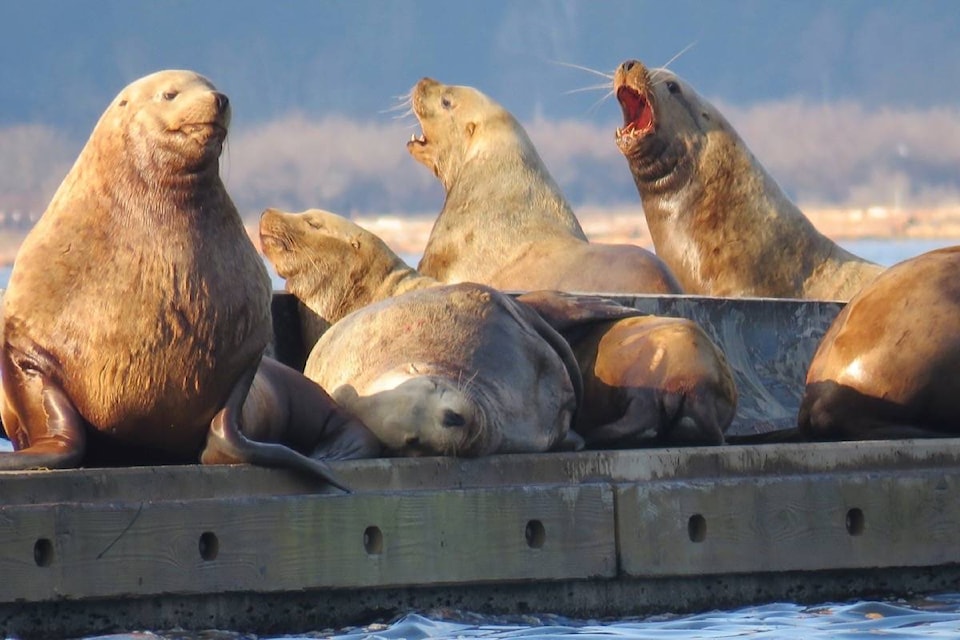Sea lions in Cowichan Bay. (Cheryl Trudell photo)