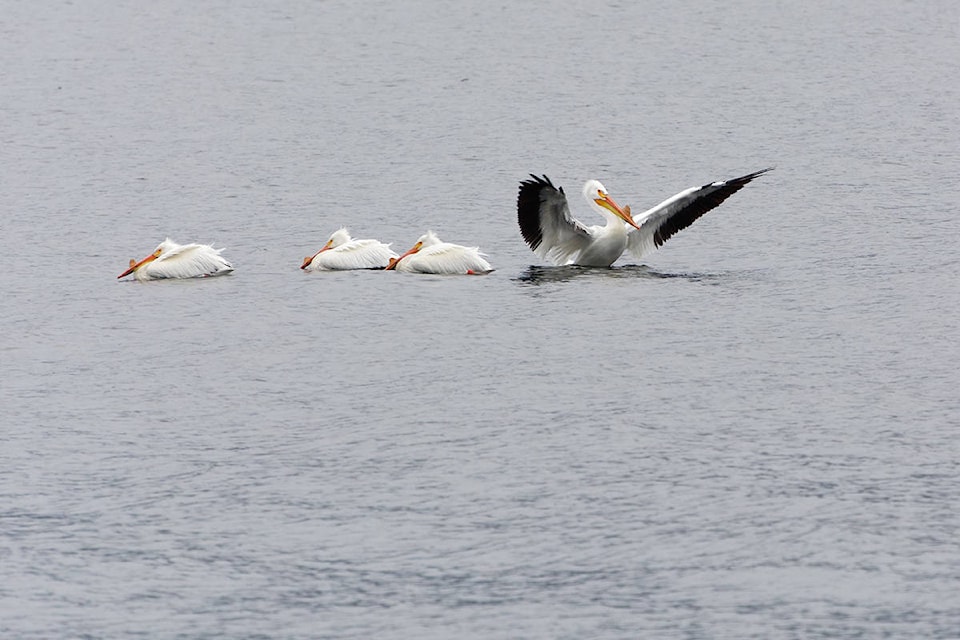 16506113_web1_190424-KCN-pelicans