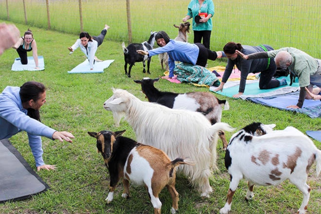 Goat yoga: meditation with a cuddly twist at Okanagan farm - Lake Country  Calendar