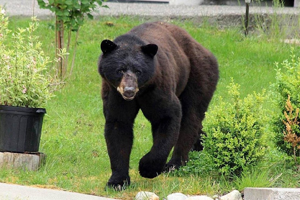 21539237_web1_bear2