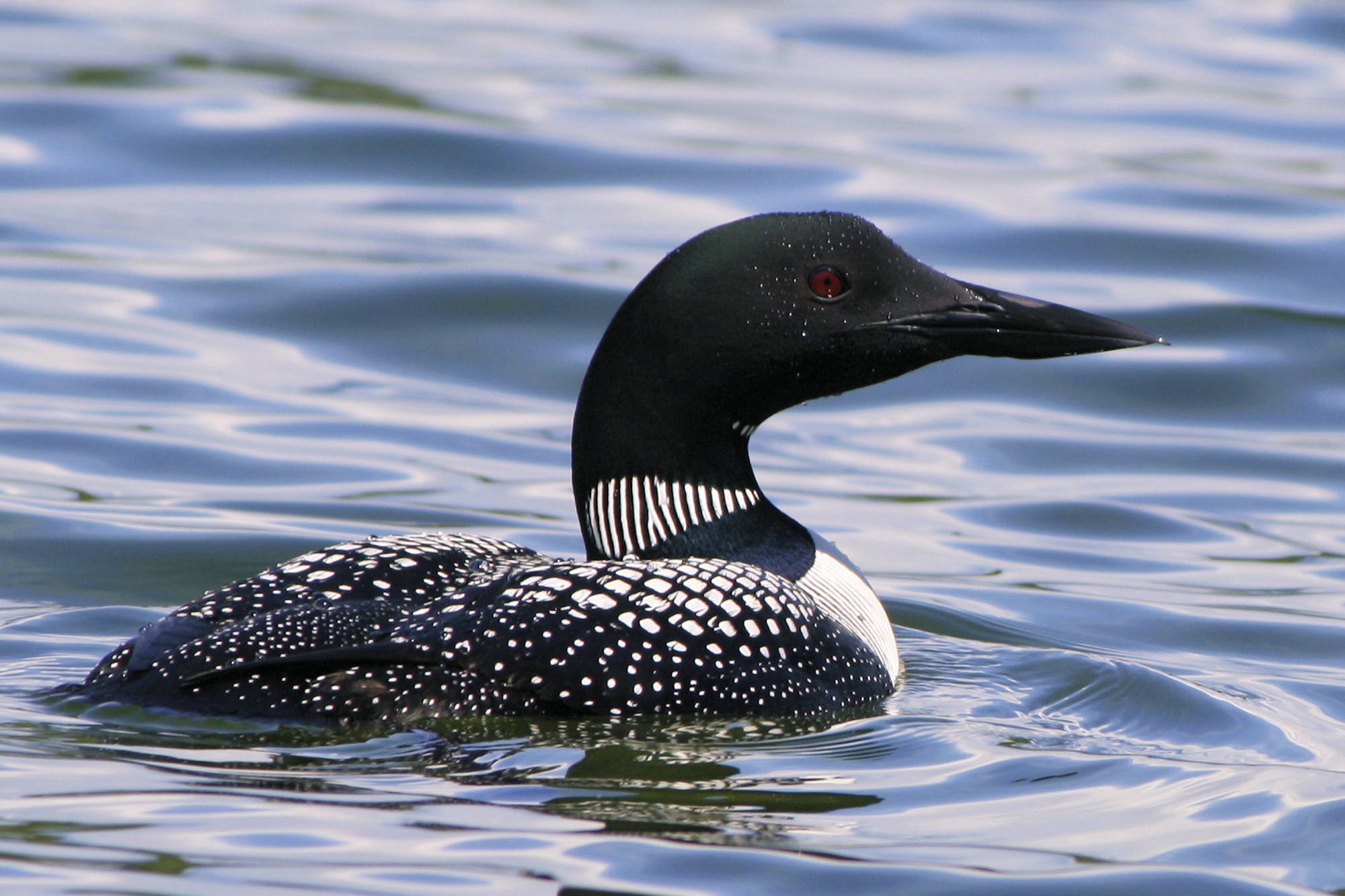 22217387_web1_copy_200729-SAA-loon-swimming