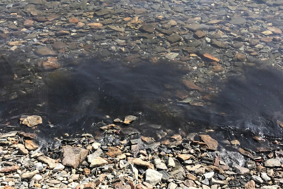 22427108_web1_copy_200415-SAA-algae-bloom-in-Shuswap-Lake