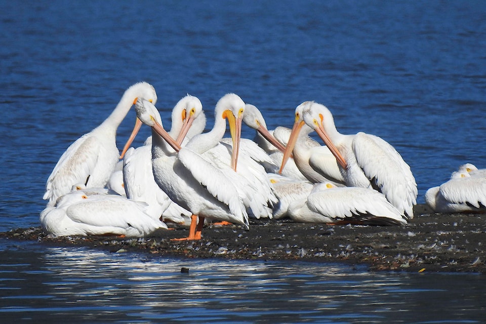 A group of American White Pelicans sits on a sandbar near the mouth of the Salmon River and preens in July 2020. (Glynne Green photo)