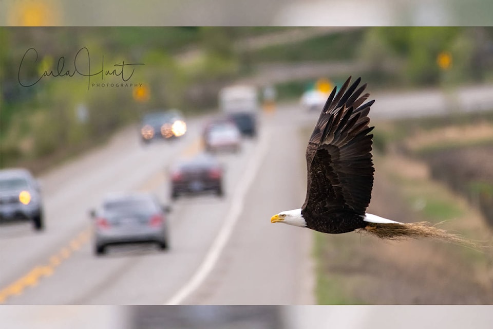 A bald eagle was spotted carrying nesting materials over Highway 97 near Swan Lake May 1. (Carla Hunt Photography)