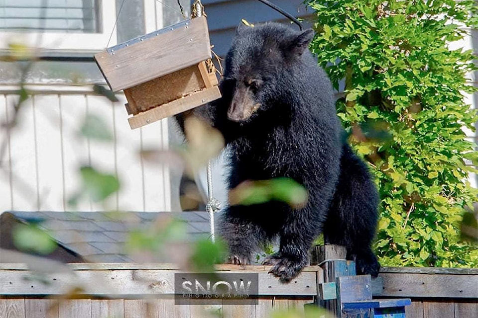 25194743_web1_201008-CPL-Bears-Vedder-Again-Chilliwack_1