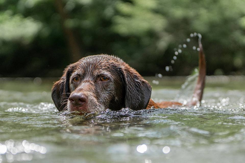 25659969_web1_210624-CVA-heat-wave-pets-dog-swimming_1