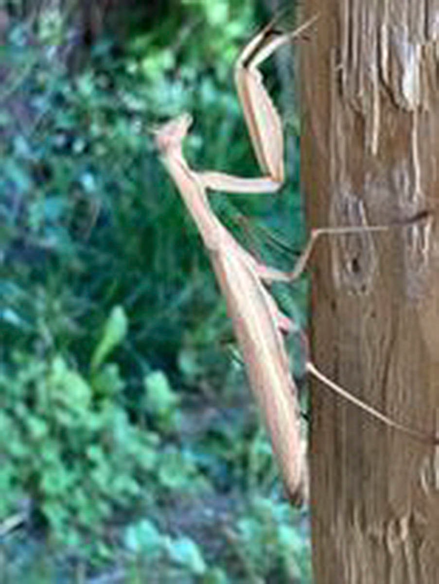 26162039_web1_210818-SAA-Alice-Hucul-praying-mantis