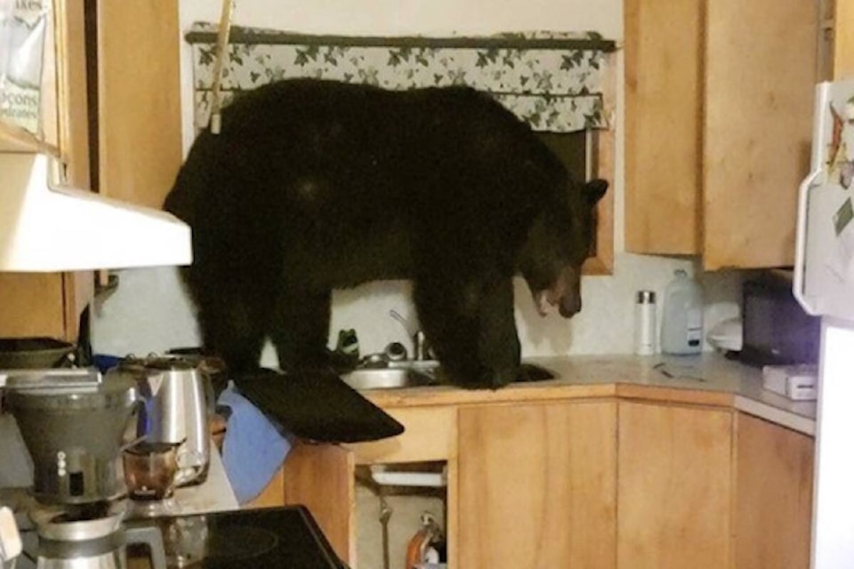 26904717_web1_211028-LJI-BC-bear-in-kitchen_1