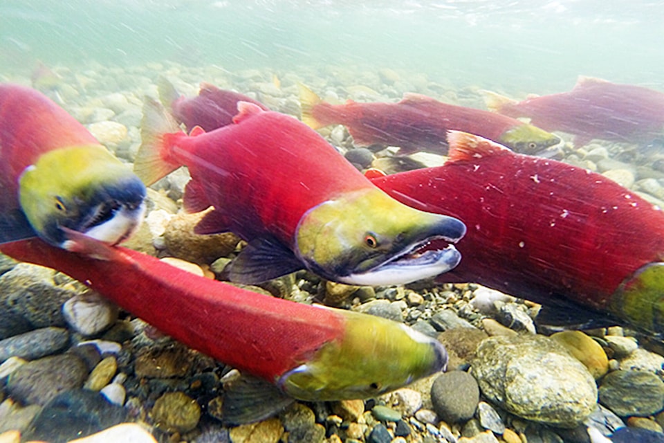 27639031_web1_180914-SAA-Salmon-Run-Adams