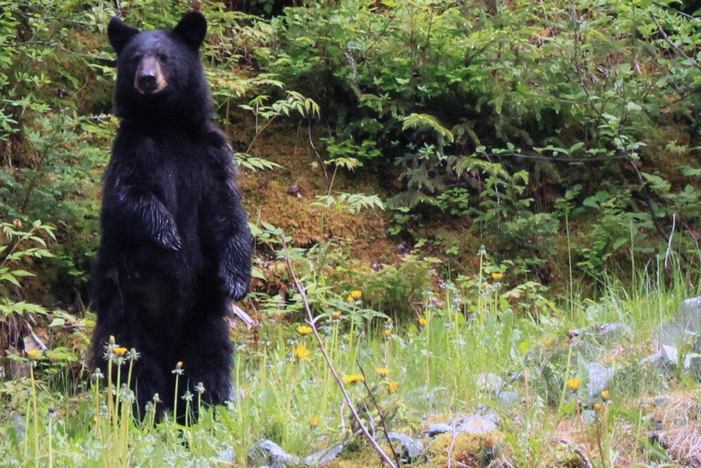Trespass discount mount bear