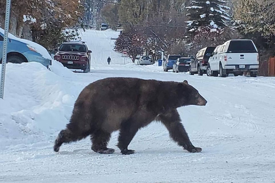 31120643_web1_221201-KCN-wildsafebc-bears_1