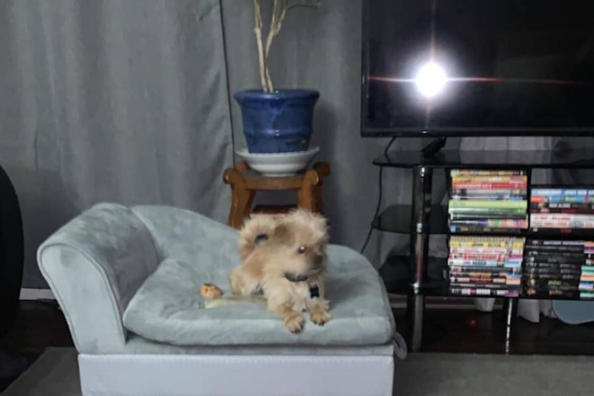 Emily Meyer's dog Bruno was in the car when it was stolen (Emily Meyer/Facebook)