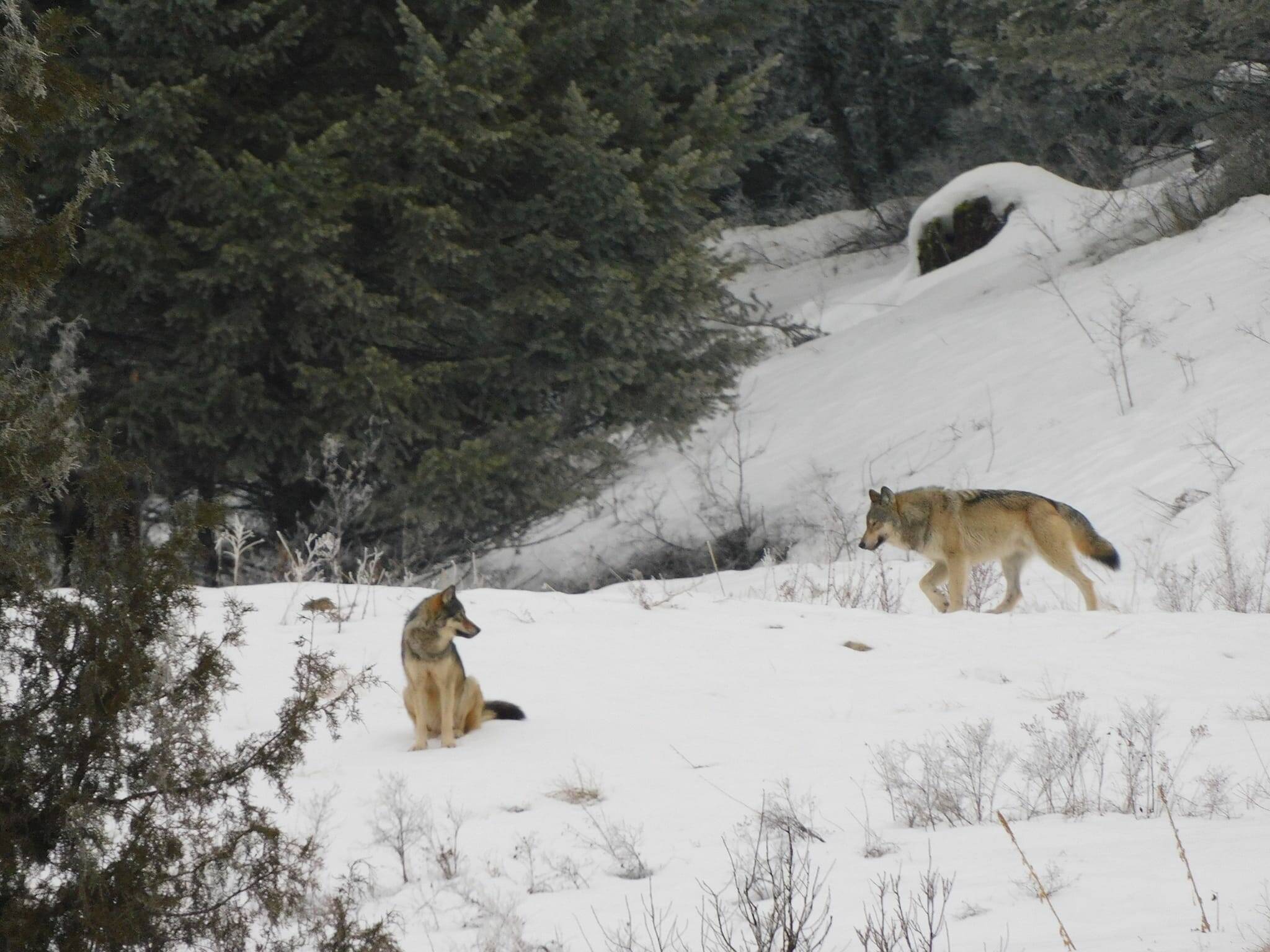 Two wolves in a pack spotted at Black Mountain, Kelowna (Mike Walchuck/Photo)