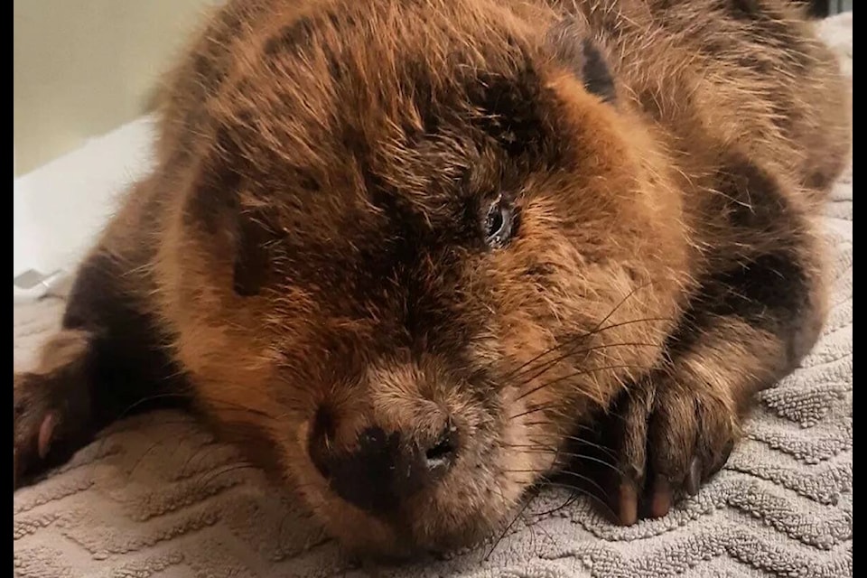 The Rotary Park marsh beaver is being cared for by the Interior Wildlife Rehabilitation Society after being captured on April 5. (Interior Wildlife Rehabilitation Society/Eva Hartmann)