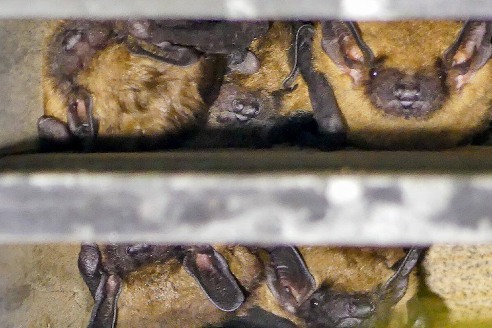Bats peeking out of a roost site. (J. Saremba, Burke Mountain Naturalists Photo)