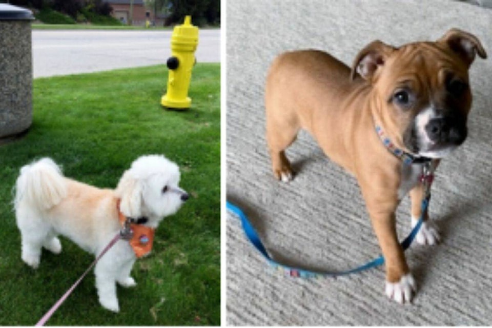 32813676_web1_230525-VMS-Pooch-_1