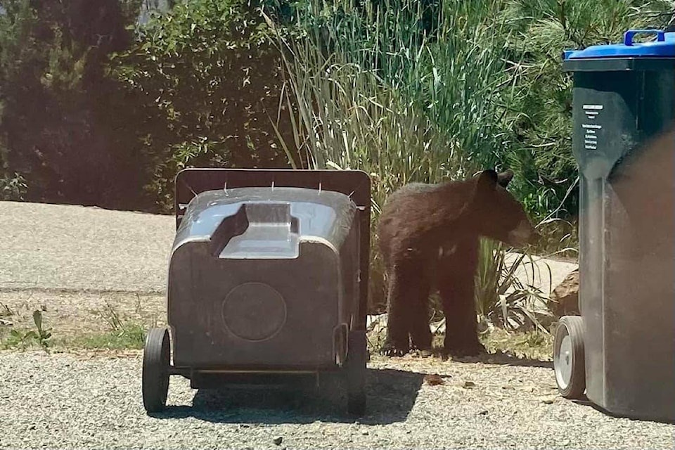 33011135_web1_230622-WIN-bears_1