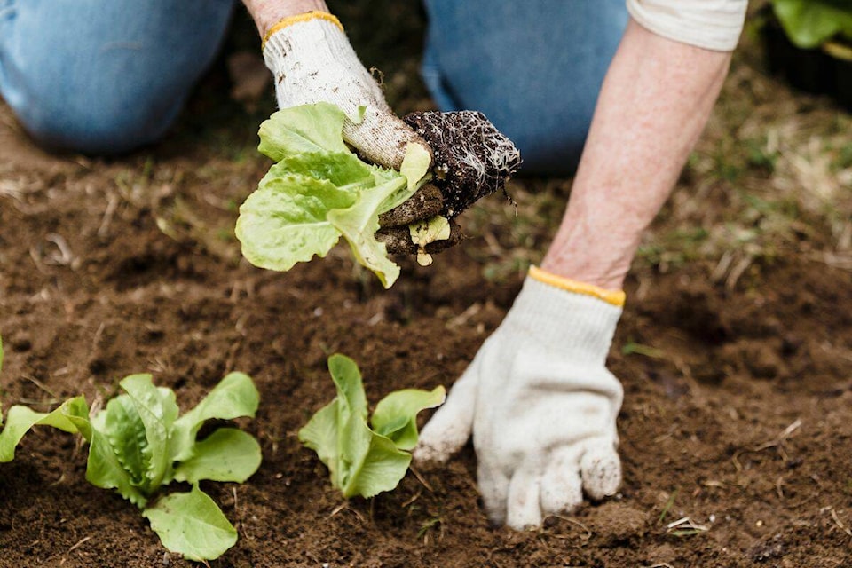 33020752_web1_20230614-CPW-Gardening-Smoke-photo_1