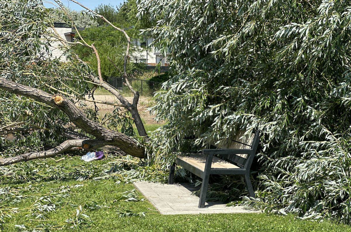 A large tree fell unexpectedly at Kinsmen Park in Kelowna on July 3. (Brittany Webster/Capital News) A large tree fell unexpectedly at Kinsmen Park in Kelowna on July 3. (Brittany Webster/Capital News) A large tree fell unexpectedly at Kinsmen Park in Kelowna on July 3. (Brittany Webster/Capital News)