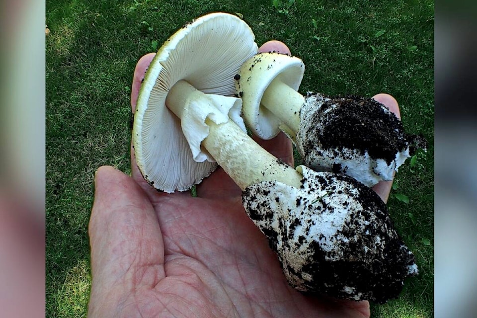 33311002_web1_230714-BPD-poisonous-mushroom-alert_1