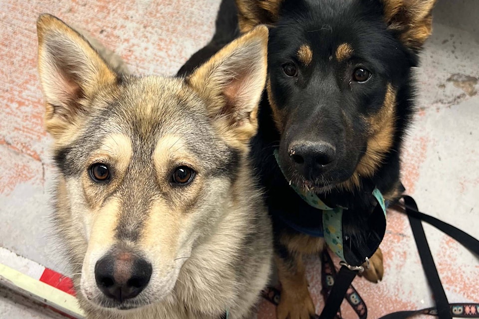 Saki and Asha, one-year-old husky mixes, were abandoned outside a Prince George BC SPCA facility with porcupine quills embedded in their faces. (BC SPCA)