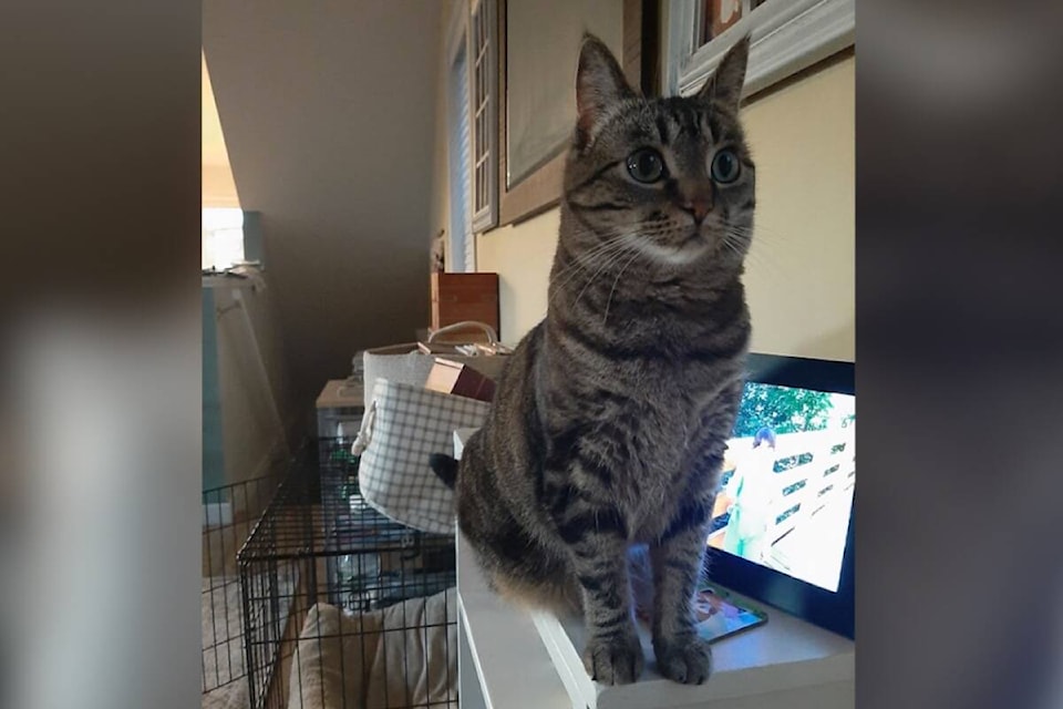 33421878_web1_230727-KCN-Cat-adoption_1