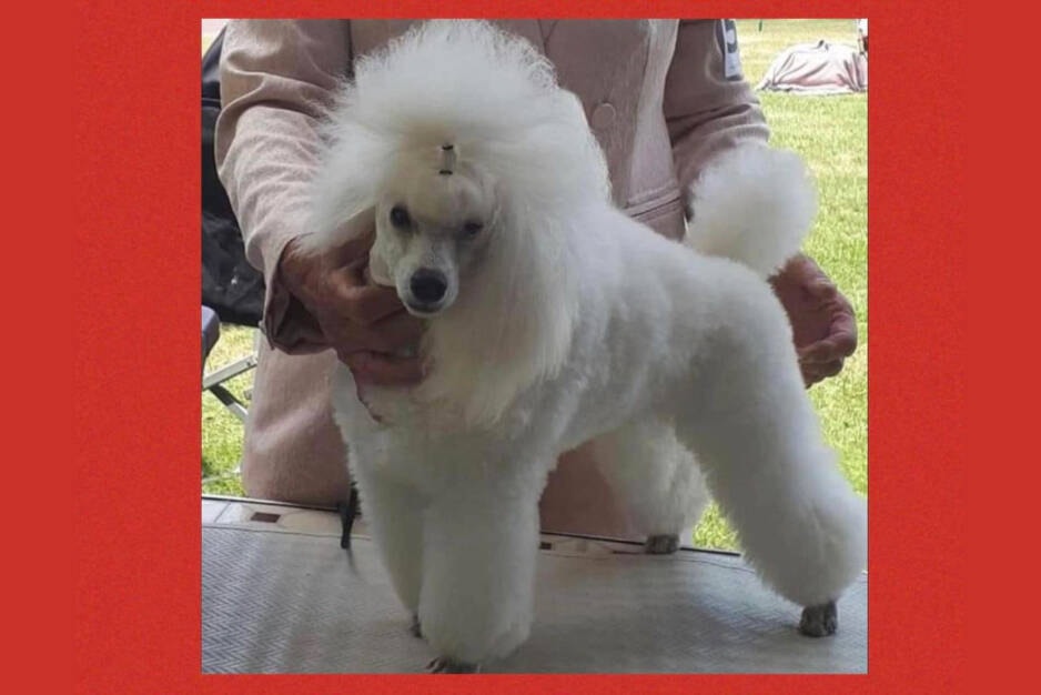 33791835_web1_230903-PWN-SUM-MissingShowDog_1